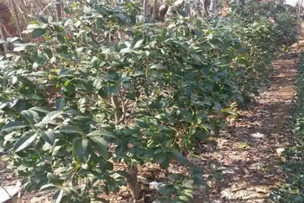 波叶金桂苗的价格,一棵售价13-18元左右