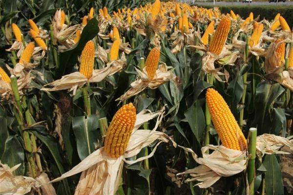 高产玉米种子,推荐良玉99、登海6702等