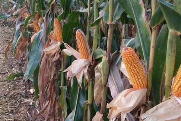高产玉米种子,推荐良玉99、登海6702等
