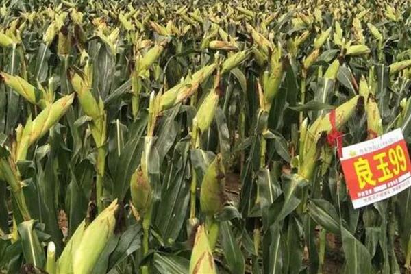 高产玉米种子,推荐良玉99、登海6702等