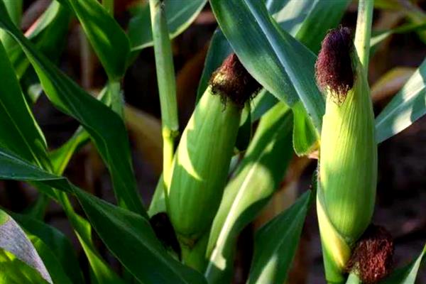 高产玉米种子,推荐良玉99、登海6702等