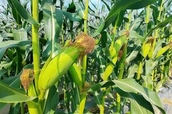 高产玉米种子,推荐良玉99、登海6702等