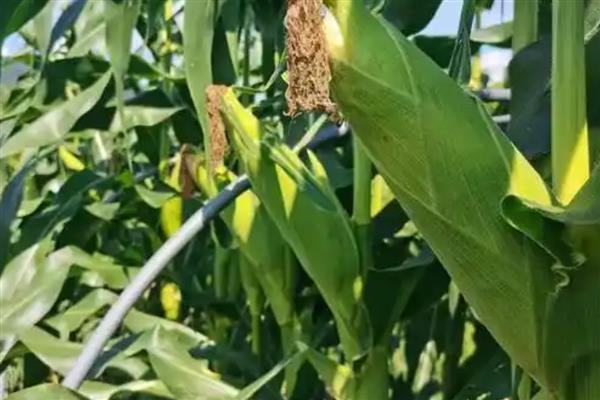 高产玉米种子,推荐良玉99、登海6702等