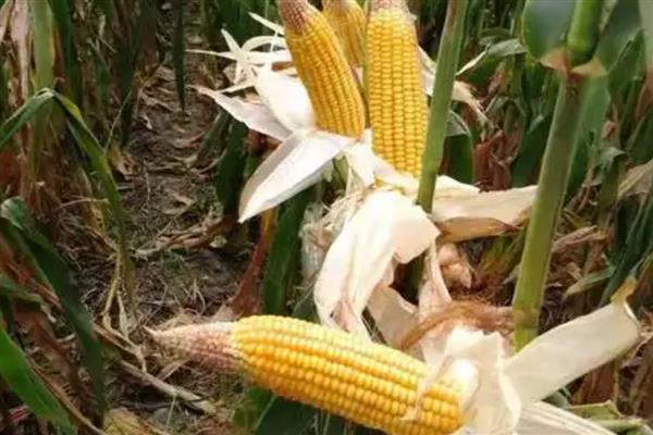 高产玉米种子,推荐良玉99、登海6702等