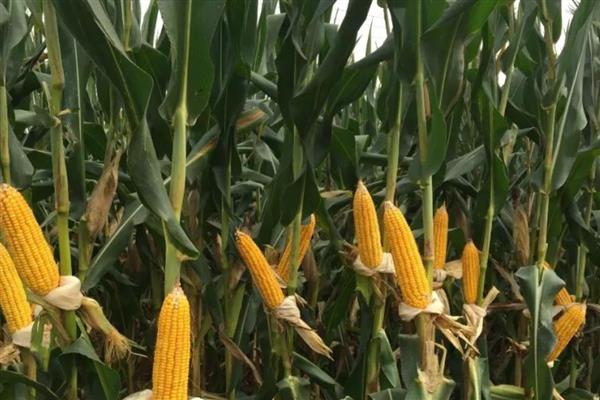 高产玉米种子,推荐良玉99、登海6702等