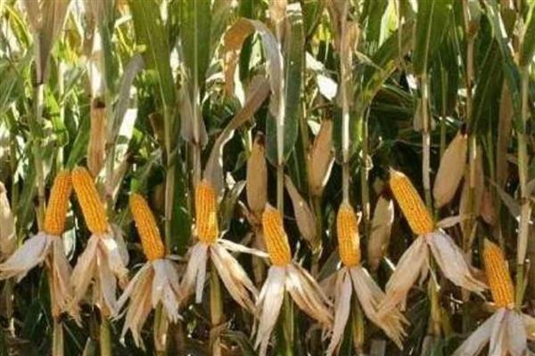 高产玉米种子,推荐良玉99、登海6702等