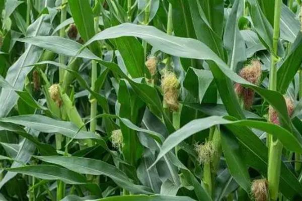 高产玉米种子,推荐良玉99、登海6702等