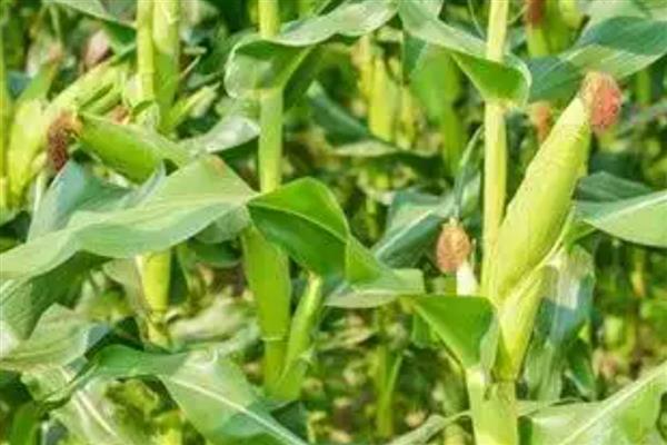 高产玉米种子,推荐良玉99、登海6702等