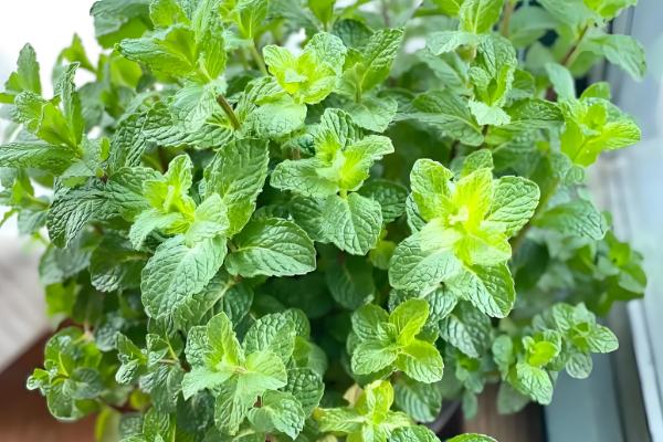 薄荷叶干枯的原因，可能是浇水过少所致