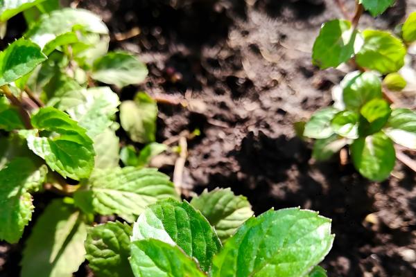 薄荷叶干枯的原因，可能是浇水过少所致