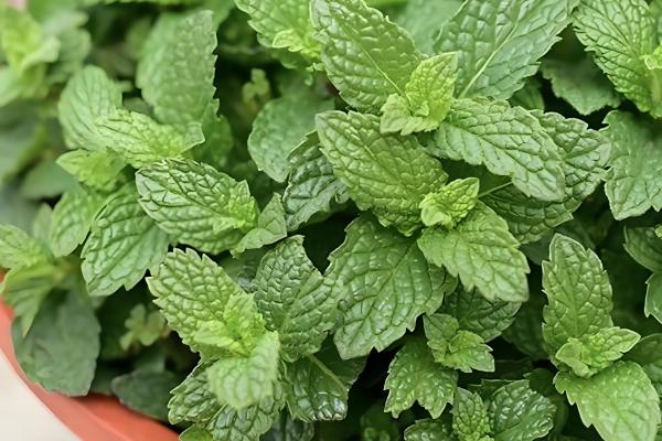 薄荷叶干枯的原因，可能是浇水过少所致