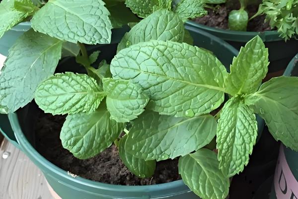 薄荷叶干枯的原因，可能是浇水过少所致