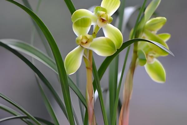 兰花的开花时间，不同品种的开花时间不同