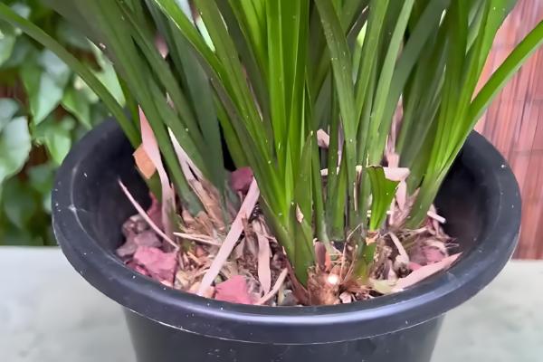 兰花的开花时间，不同品种的开花时间不同