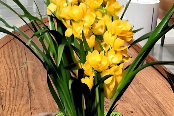 兰花的开花时间，不同品种的开花时间不同