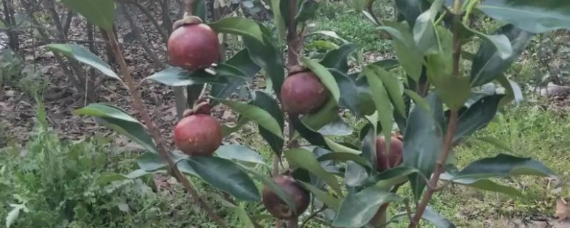 长得又快又粗的果树有哪些，常见山竹树、百香果树等品种