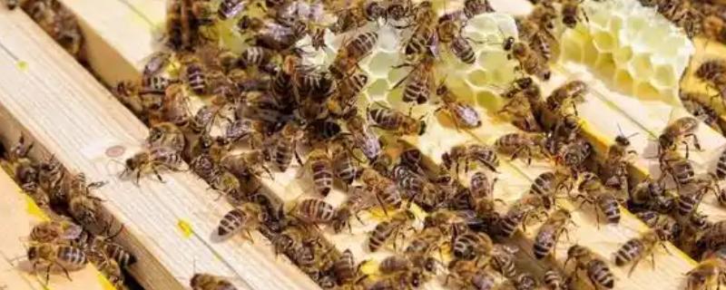 中蜂怎么合群，一般是弱群并入强群