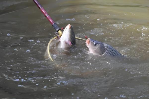 夏天中午是否容易钓鲤鱼,温度较高且光照强烈垂钓效果差