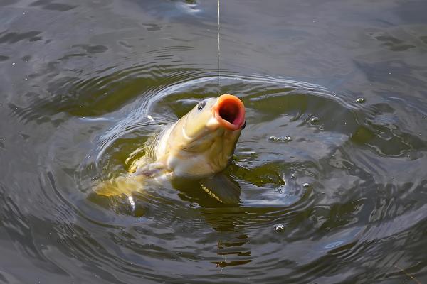 夏天中午是否容易钓鲤鱼,温度较高且光照强烈垂钓效果差