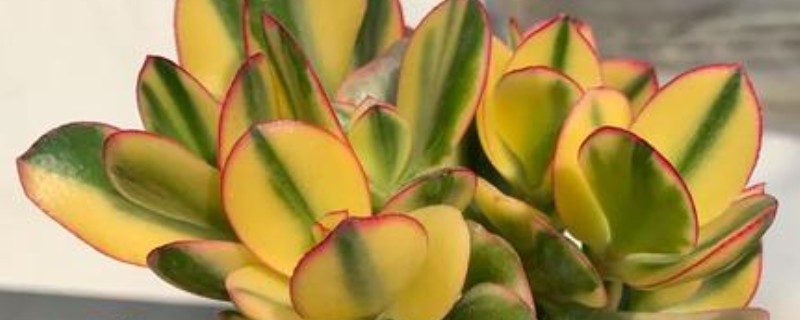 花月锦没锦了如何处理，缺少营养时要追施氮磷钾复合肥