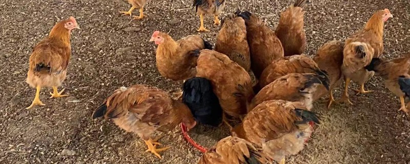 肉鸡的养殖要点，提供充足的饮用水并勤换水