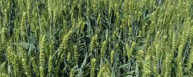 中麦578的亩产量，亩产量是526公斤左右