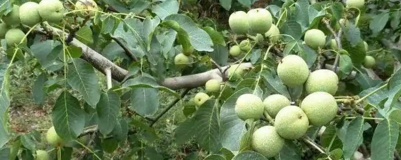 核桃白粉病怎么防治，发病初期喷施三唑酮硫磺悬浮剂等药物