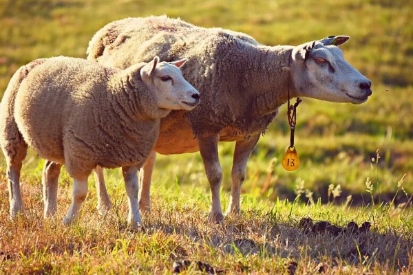 绵羊和山羊能不能杂交，染色体数目不同难以成功