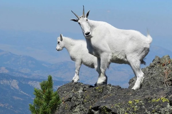 绵羊和山羊能不能杂交，染色体数目不同难以成功