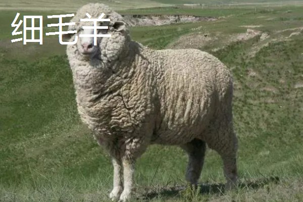 绵羊和山羊能不能杂交，染色体数目不同难以成功