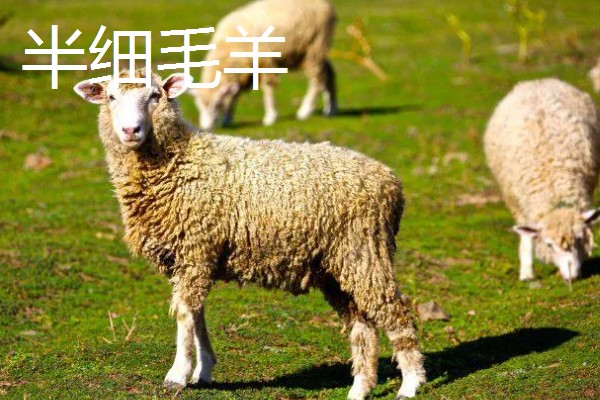 绵羊和山羊能不能杂交，染色体数目不同难以成功