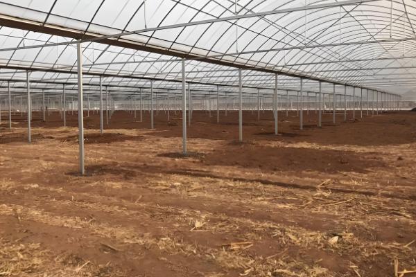 红美人柑橘的种植技术,在幼树期施加四次肥料