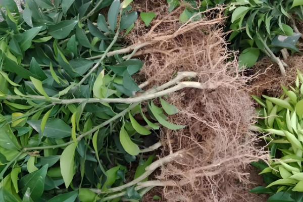 红美人柑橘的种植技术,在幼树期施加四次肥料