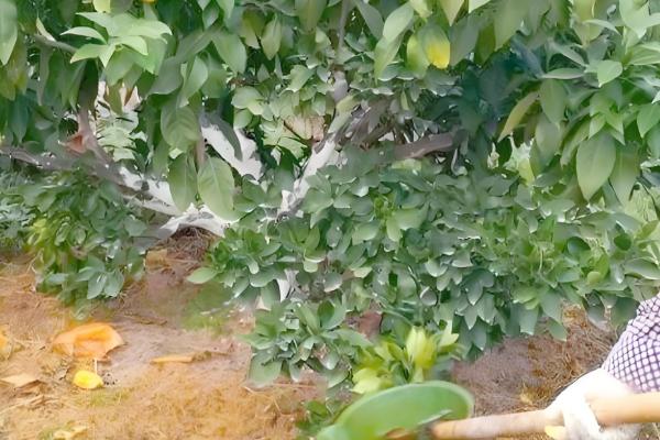 红美人柑橘的种植技术,在幼树期施加四次肥料