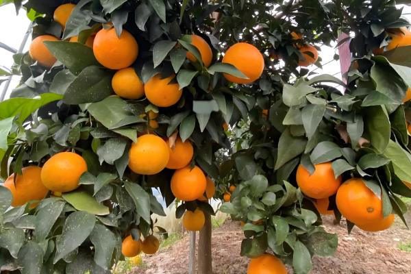 红美人柑橘的种植技术,在幼树期施加四次肥料