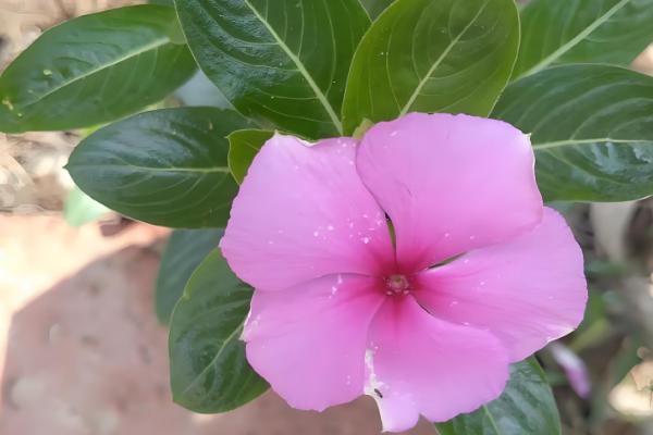 哪些花卉一年四季都能开放,常见扶桑花、长春花等品种