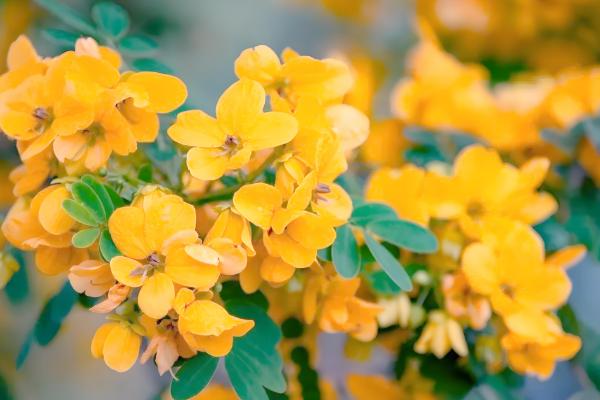 哪些花卉一年四季都能开放,常见扶桑花、长春花等品种