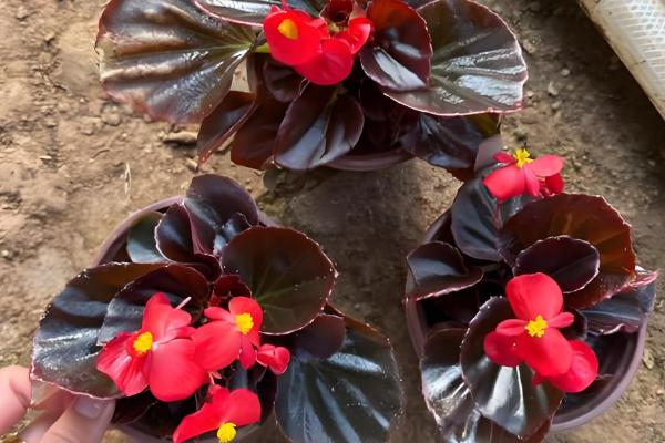 哪些花卉一年四季都能开放,常见扶桑花、长春花等品种