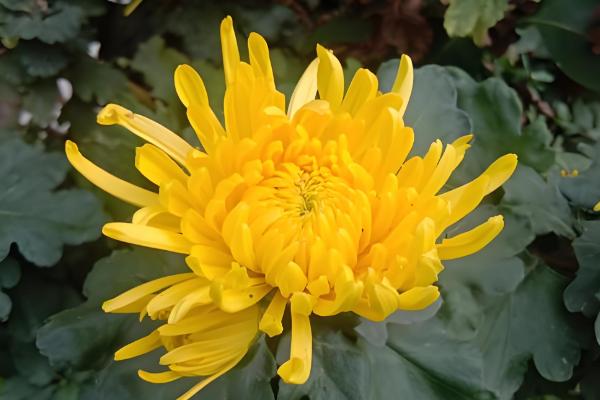 哪些花卉一年四季都能开放,常见扶桑花、长春花等品种