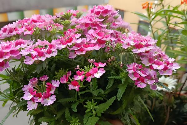 哪些花卉一年四季都能开放,常见扶桑花、长春花等品种