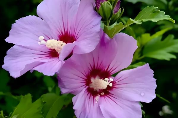 哪些花卉一年四季都能开放,常见扶桑花、长春花等品种