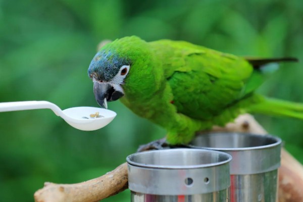 鹦鹉拉血便的原因,可能是患有肠炎所致