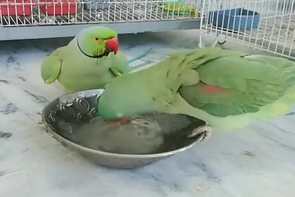 鹦鹉拉血便的原因,可能是患有肠炎所致