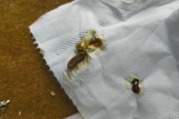 鹦鹉拉血便的原因,可能是患有肠炎所致