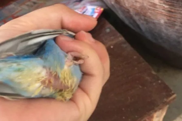 鹦鹉拉血便的原因,可能是患有肠炎所致