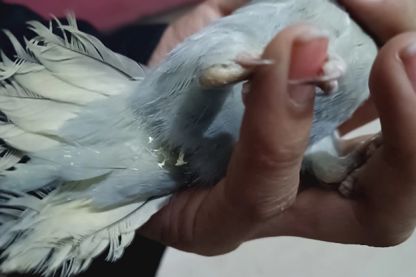 鹦鹉拉血便的原因,可能是患有肠炎所致