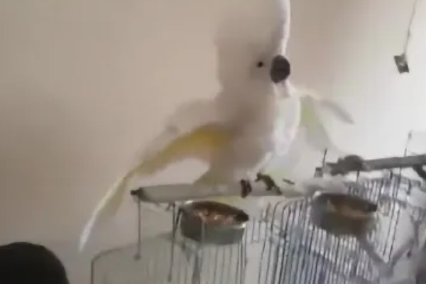 鹦鹉拉血便的原因,可能是患有肠炎所致