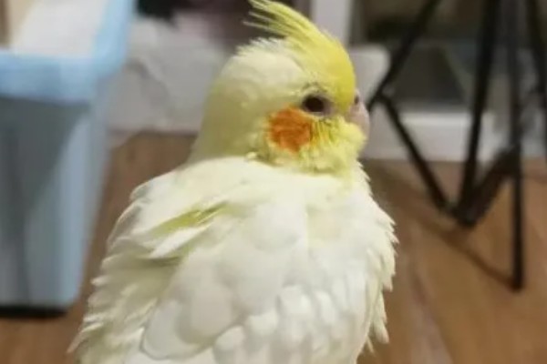 鹦鹉拉血便的原因,可能是患有肠炎所致