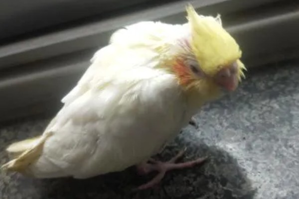 鹦鹉拉血便的原因,可能是患有肠炎所致