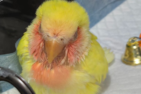 鹦鹉拉血便的原因,可能是患有肠炎所致